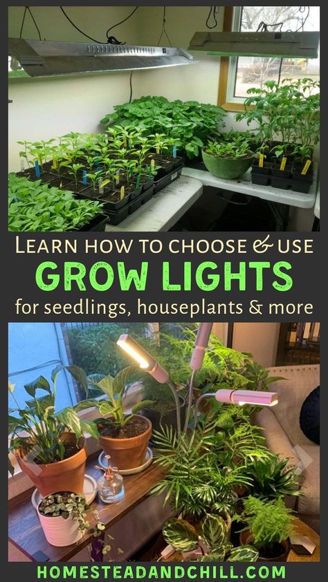 Spiritual House, Winter Sowing, Seedlings Indoors, Indoor Grow Lights, Best Grow Lights, Tattoo Plant, Starting Seeds, Survival Garden, Grow Light Bulbs