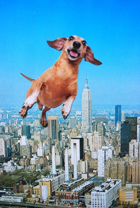 Flying leaping photo of dog dachshund. Photograph absurd surreal humor comical city skyline skyscrapers sky vista metropolitan metropolis fun Funny Collage Art, Funny Collage, Dog Collage, Surreal Collage, Collage Art Mixed Media, Collage Illustration, Collage Design, Trippy Art, Pics Art