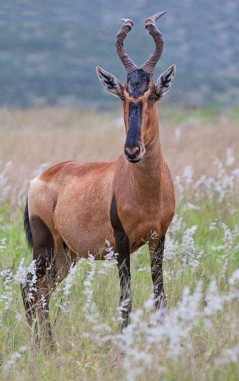 Interesting facts about South African wildlife. The Red Hartebeest is a large, reddish-fawn antelope with sloping back and long narrow face. Both sexes have heavily ringed horns. Of the 12 subspecies described in Africa, the Red Hartebeest is the only one which occurs in South Africa. Due to its re-introduction onto game farms and nature reserves, it has a wider distribution today. Adult bulls weigh 150 kg and measure 1.3 m at the shoulders, while cows only weigh 120 kg.... #extremefrontiers #ad African Antelope, Africa Wildlife, Interesting Animals, Unusual Animals, About Animals, Rare Animals, Majestic Animals, African Wildlife, Animal Games