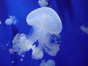 what eats jellyfish Spotted Jellyfish, Jellyfish Facts, Jellyfish Swimming, Jellyfish Photo, Jellyfish Pictures, Jellyfish Aquarium, Sea Jellies, Princess Jellyfish, Jellyfish Tattoo