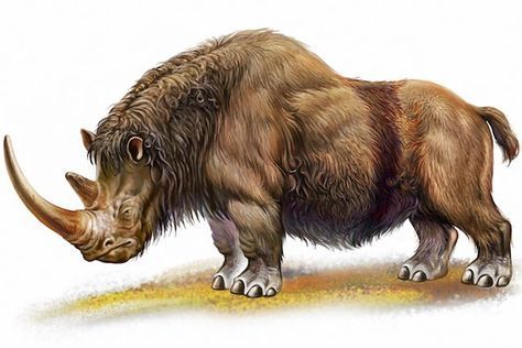 woollyrhino Wooly Rhinoceros, Wooly Rhino, Mega Fauna, Woolly Rhinoceros, Weird Looking Animals, Prehistoric Mammals, Prehistoric Wildlife, Prehistoric World, Ancient Animals