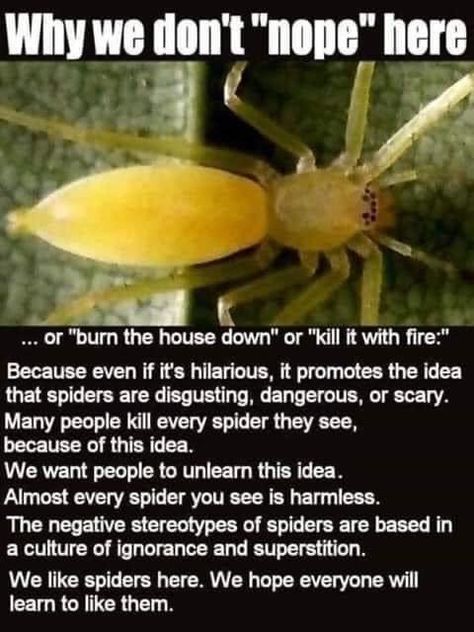 Dangerous Spiders, Kill It With Fire, Witty Remarks, Cool Bugs, Animal Science, Music Humor, Music Memes, Learn To Love, Many People