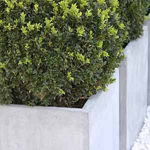 English Box Hedge, Evergreen Container, Box Hedge, Hedge Plants, Conifers Garden, Box Hedging, Foliar Spray, Hedging Plants, Garden Nursery