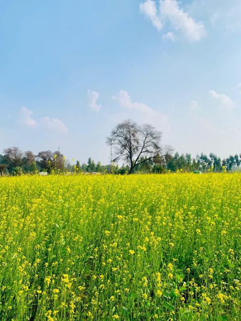 Yellow flowers of mustard plant Mustard Yellow Flowers, Mustard Field, Mustard Plant, Nothing But Flowers, Mustard Yellow, Yellow Flowers, Wild Flowers, Mustard, Forest