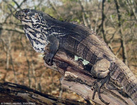 Ctenosaura palearis Dragon Reference, Bead Lizard, Exo Terra, Inspiration From Nature, Dinosaur Coloring, Reptiles Pet, Like Animals, Reptiles And Amphibians, Color Inspo