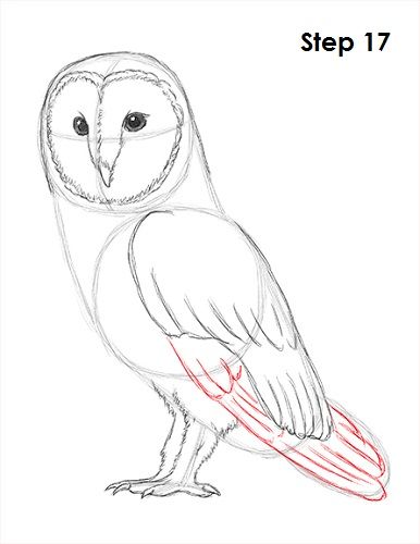 Owl Video, Barn Owl Drawing, Animal Tutorial, Owl Sketch, Owl Drawing, Owl Wings, Drawing Instructions, Eagle Drawing, Felt Owls