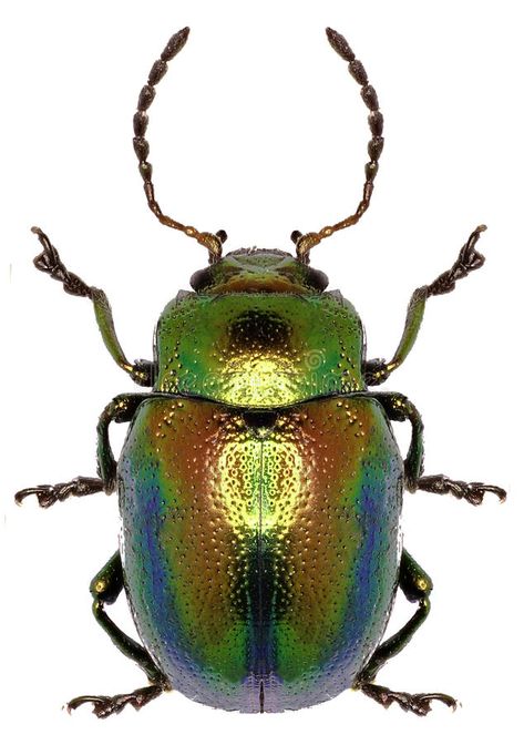 Dead-nettle Leaf Beetle on white Background. Chrysolina fastuosa (Scopoli, 1763 #Sponsored , #ADVERTISEMENT, #Ad, #Leaf, #nettle, #white, #Beetle White Beetle, Animals Background, Beetle Tattoo, Leaf Beetle, Nettle Leaf, Beetle Art, Art Alevel, Leaf Animals, Bug Collection