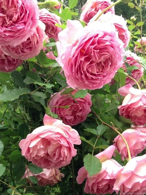 'Jubilee Celebration ' Rose Photo Jubilee Celebration Rose, Ground Cover Plants Shade, Rose Border, Garden Therapy, Rose Photo, Flowers Ideas, Rose Trees, David Austin Roses, Ground Cover Plants