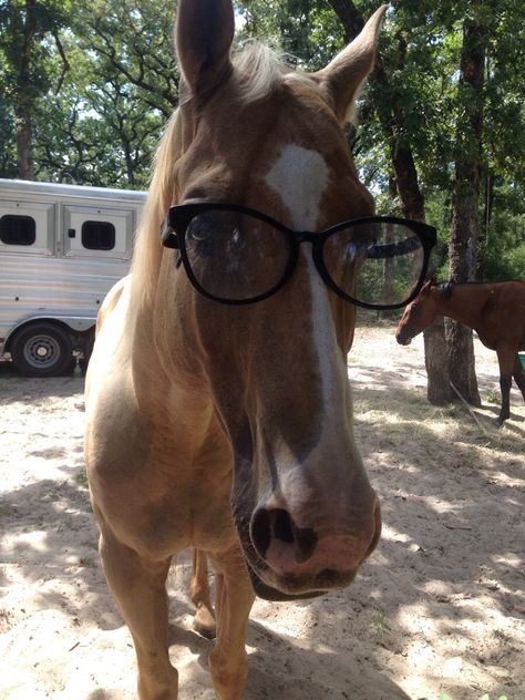 My dad just sent me this with the caption "nerd horse lol" - Imgur Funny Horse Pictures, Funny Horses, Types Of Horses, Horse Wallpaper, Funny Animal Photos, Funny Horse, Wearing Glasses, Cute Horses, Silly Animals