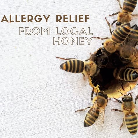 Honey For Allergies, Honey Do, Allergy Relief, Seasonal Allergies, Local Honey, Raw Honey, Health Supplements, Allergies, Health And Wellness