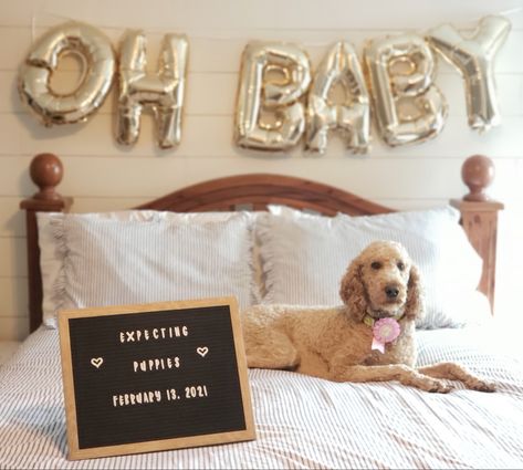 Having Puppies Announcement, Dog Puppy Announcement, Dog Expecting Puppy Announcement, Dog Litter Announcement, Dog Having Puppies Announcement, Expecting Puppy Announcement, Puppy Litter Announcement Ideas, Pregnant Dog Maternity Shoot, Dog Pregnancy Announcement Puppies