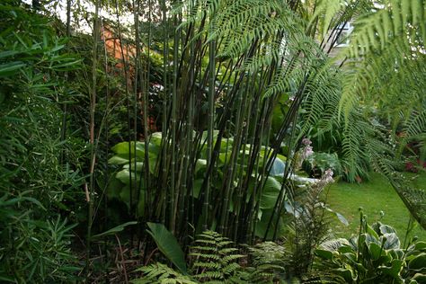 Phyllostachys nigra Phyllostachys Nigra, Bamboo Grove, Future Garden, Bamboo Garden, Plants