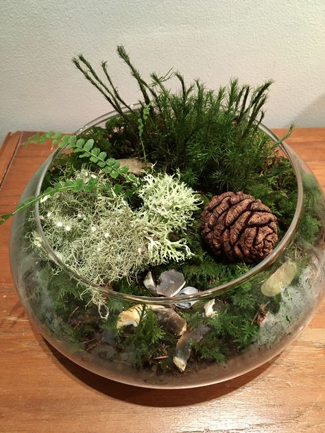 Open moss jar, a little piece of forest in-house Moss Jar, Bottle Garden, Terrarium, Forest, Plants, Home Decor, Home Décor