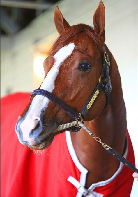 Although he came in 3rd today in the 148th Preakness Stakes, Mage is still an incredible horse. His name rests in history along with the other great horses that won the Kentucky Derby. I think he could have overtook National Treasure (1st place finisher) and Blazing Sevens (2nd place) had the race been a little bit longer. Maybe just one more 16th of a mile he could’ve charged in the stretch just as he had done in the Kentucky Derby. Mage is still an amazing horse and a champion. Derby Aesthetic, Preakness Stakes, Derby Winners, Derby Horse, Racing Club, Honor Roll, 2nd Place, 1st Place, Preakness