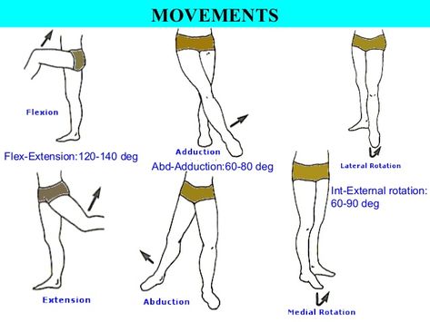 Hip Joint : Anatomy, Movement & Muscle involvement » How To Relief Hip Joints Anatomy, Anatomy Movement, Hip Anatomy, Joints Anatomy, Gym Instructor, Lower Leg Muscles, Hamstring Muscles, Pelvic Bone, Massage Therapy Business