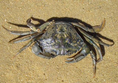 Crab Species, Green Crab, Natural Ecosystem, Food Web, Rocky Shore, Water System, Invasive Species, Crustaceans, Fishing Bait