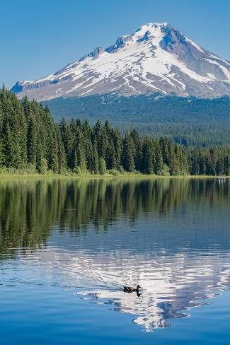 size: 36x24in Photographic Print: Mount Hood, part of the Cascade Range, perfectly reflected in the still waters of Trillium Lake, Or by Martin Child : Trillium Lake, Mount Hood, Pretty Landscapes, Still Water, Beautiful Places To Visit, Pretty Places, Fantasy Landscape, Nature Pictures, Beautiful Landscapes