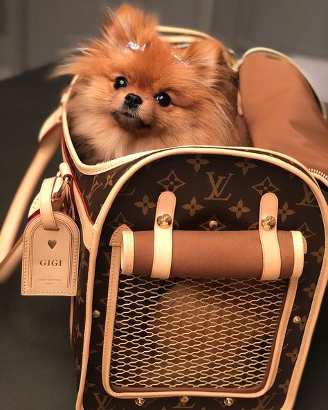 undefined Rich Pomeranian Aesthetic, Spoiled Dog, Spoiled Pets, Louis Bag, Puppy Mom, Dog Mommy, Spoiled Dogs, Pet Cushions, Bags Casual