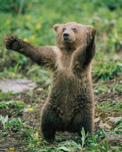 Yellowstone Forever on Instagram: "We're sending a great big bear hug to all supporters and friends of Yellowstone! Thank you for helping protect, preserve, and enhance the park for future generations. To make an end of year gift for Yellowstone National Park, click on the link in our profile or go to www.yellowstone.org/ways-to-give. 📷: Tom Murphy" Grizzly Bear Cub, Bear Standing, Bear Cub, Bear Hug, Bear Cubs, Forest Friends, Grizzly Bear, Big Bear, Yellowstone National