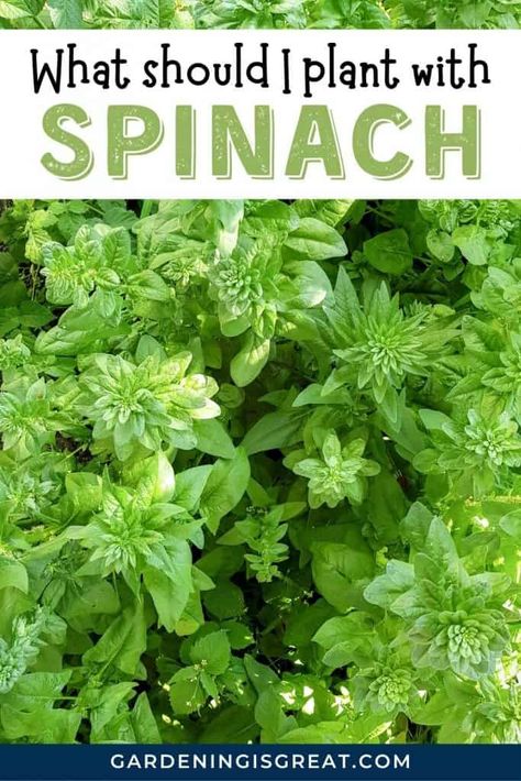 8 Spinach Companion Plants That Grow Well With Spinach - Gardening is Great How To Grow Spinach From Seeds, Companion Plants For Spinach, Spinach Companion Planting, Spinach Companion Plants, Raised Bed Companion Planting, Planting Vegetables In Pots, Herbs Companion Planting, Spinach Garden, Spinach Growing