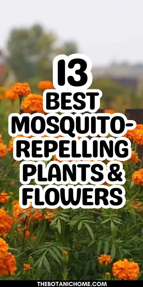 A collection of mosquito repelling plants that act as natural insect repellant options, perfect for keeping bugs away in your garden or home. Outdoor Plants That Repel Mosquitos, Plants That Repel Mosquitos, Anti Mosquito Plants, Landscaping Front Of House, Bushes In Front Of House, Landscaping Bushes, Garden Ideas In Front Of House, Fast Growing Privacy Shrubs, Privacy Shrubs