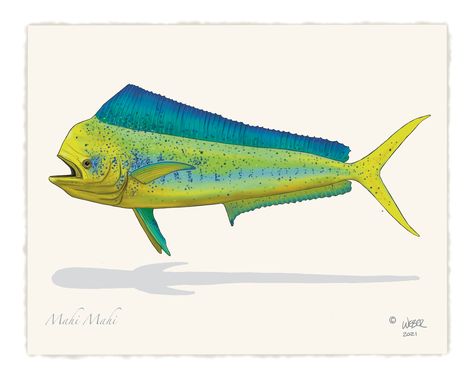 Mahi Mahi Dorado Fishing Print Dorado Fish, Deep Sea Fish, Hawaiian Fish, Fish Pictures, Mahi Fish, Surf Stickers, Fish Artwork, Fish Sea, Fish Wallpaper