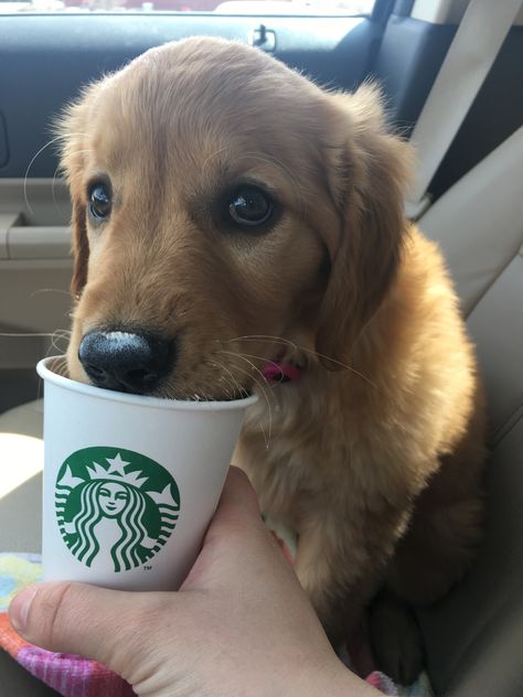 Puppy with a Starbucks pup cup Dog Drinks, Pup Cups, Types Of Drinks, Pup Cup, Pet Care Tips, Dog Eating, The Favorite, Aesthetic Collage, Service Dogs