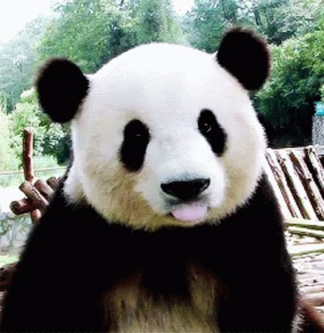 Panda Cute GIF - Panda Cute Tongue Out - Discover & Share GIFs Panda Teddy Bear, Panda Gif, Panda Funny, My Fantasy World, Monkeys Funny, Giant Panda, Baby Panda, Dog Gifs, Baby Bear