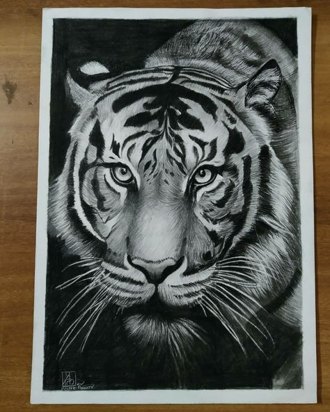 Follow in instagram - pratik_pawar_3 Pencil Sketches For Competition, Tiger Charcoal Drawing, Charcoal Pencil Art Easy, Charcoal Art Animals, Animal Sketches Pencil Easy, Realistic Drawings Pencil, Charcoal Sketches Portraits, Charcoal Sketches Realistic, Animal Sketches Realistic