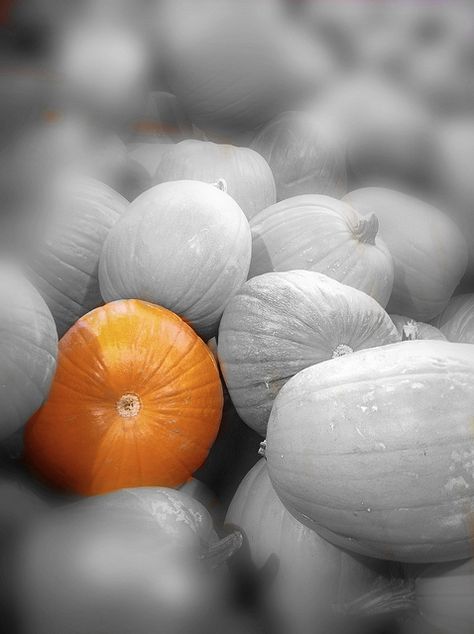 Pick Me! (#294/365) #Project365 #iphoneography #Filterstorm | Flickr: Intercambio de fotos Color Splash Photography, Splash Photography, Grey Pictures, Splash Color, Touch Of Gray, Colour Splash, Photography Themes, Fruit Photography, Orange You Glad