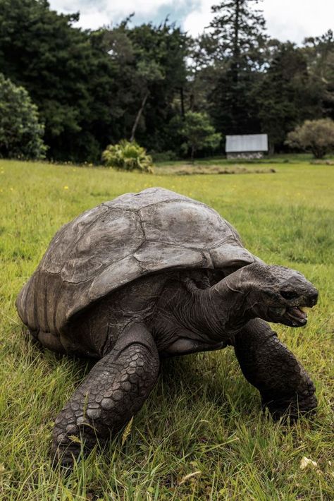 187-Year-Old Jonathan the Tortoise of St. Helena Is the World’s Oldest Land Animal Rabbit And Turtle, Animal List, Amazon Parrots, Nz Birds, Saint Helena Island, I Like Turtles, Zoo Inspiration, Animal Tarot, Galapagos Tortoise