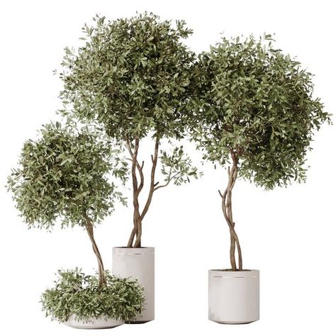 HousePlants Olive Artificial Olivo Olea Tree Artificial Olive Tree, Olive Plant, Plant Png, Tree Restaurant, Indoor Tree, Fake Trees, Olea Europaea, Material Library, Artificial Trees