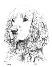 Golden Cocker Spaniel Cocker Spaniel Drawing, Spaniel Drawing, Hatch Drawing, Dogs Pics, Golden Cocker Spaniel, Pen Ink Drawings, Dog Memorial Tattoos, Spaniel Art, Dog Artist