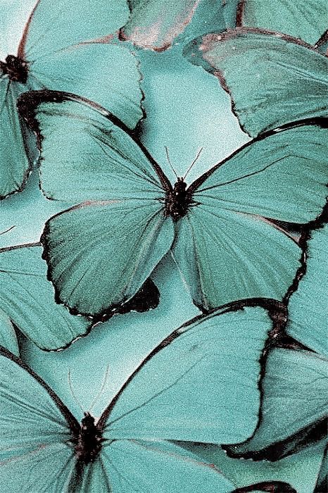 Teal Aesthetic, Turquoise Aesthetic, Mint Aesthetic, Teal Butterfly, Mint Green Aesthetic, Mint Wallpaper, Pale Turquoise, Color Vibe, Aqua Turquoise