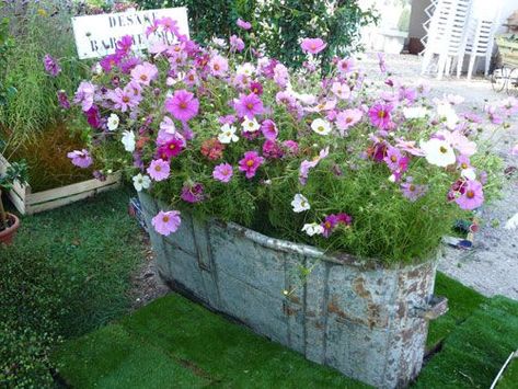 Water Trough, Container Gardening Flowers, Dream Yard, Front Porches, Garden Containers, Container Gardens, Garden Oasis, Container Flowers, Deco Floral