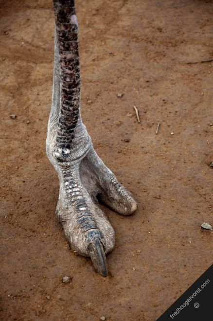 Ostrich leg Lindworm Dragon, Anatomy Bones, Ostrich Legs, Boxing Shoes, Big Bird, African Animals, Zoology, Animal Skin, Birds Flying