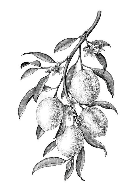 Botanical Illustration Black And White, Branch Illustration, Lemon Branch, Illustration Black And White, Arte Doodle, Branch Tattoo, Vintage Clip Art, Stippling Art, Black White Vintage