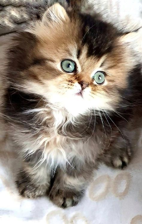 Rescuing Animals, Super Cute Kittens, Beautiful Kittens, Cute Little Kittens, Gorgeous Cats, Cat Breed, Cute Cats Photos, Cute Cats And Kittens