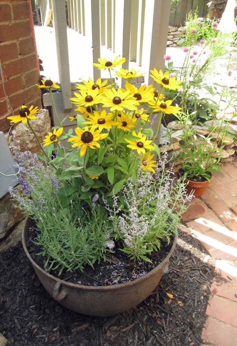 Black Eyed Susan prairie container garden Future Garden, Container Garden, Black Eyed Susan, Knowledge And Wisdom, Black Eyed, Outdoor Plants, Dream Garden, Green Thumb, Container Gardening