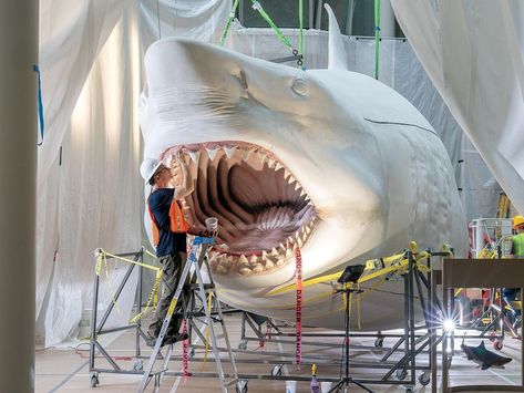 Museum Flooring, The Megalodon, Legendary Monsters, Species Of Sharks, Big Shark, Fossil Hunting, Big Teeth, Shark Fishing, Museum Displays