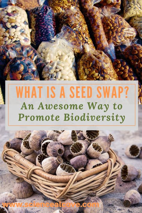 What is a  seed swap?  It is a fabulous way to encourage biodiversity and build community relationships in your pocket of the world.  Hosting a seed swap is like hosting any other party or event.  Organization is key.   Note:  This post contains affiliate links. #seeds #seedswap #biodiversity #affiliatelinks High School Science Activities, Seed Swap, Ecology Art, Kindergarten Science Activities, Preschool Science Activities, Vertical Garden Design, Butterfly Houses, Build Community, Science Activities For Kids