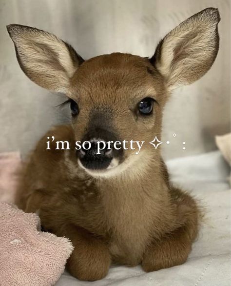 Baby Deer, Blogger Girl, Girl Blog, Doja Cat, Just Girl Things, What’s Going On, Just Girly Things, The Words, So Pretty