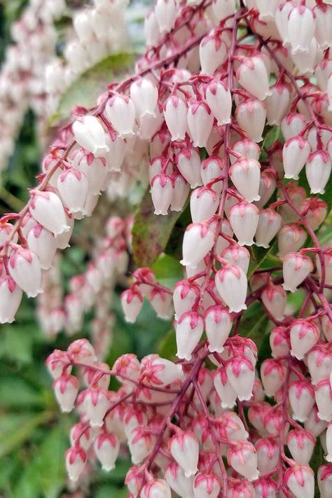 Pieris Japonica, Types Of Herbs, Garden Shrubs, Beautiful Flowers Garden, Winter Flowers, Flowering Shrubs, Evergreen Shrubs, Deck Garden, Growing Flowers