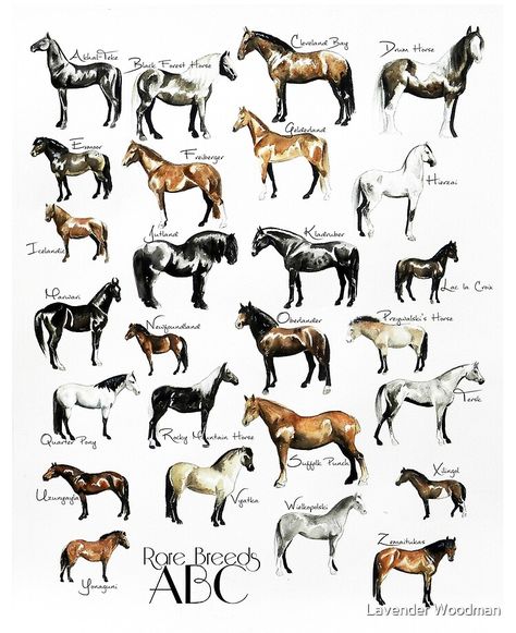 Rare Horse Breeds, Rare Horses, Abc Art, Abc Poster, Horse Posters, Equestrian Decor, Watercolor Horse, Horse Crazy, Rare Breed