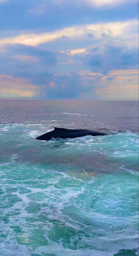 Cape Cod Aesthetic, Cap Cod, Cape Cod Bay, Dream Summer, A Whale, Humpback Whale, Whale Watching, Cloudy Day, Sunset Photos