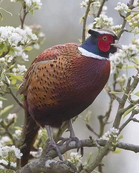 Common Pheasant, Owl Pictures, Incredible Creatures, Bird Watcher, Game Birds, Nature Wildlife, All Birds, Bird Pictures, Exotic Birds