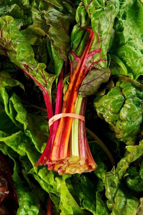 Love Swiss Chard!!!  Kale Thinks It's a Big Deal. Let's Eat Swiss Chard Instead. — Ingredient Intelligence Burro Banana, Types Of Cabbage, Swiss Chard Recipes, Chard Recipes, Biennial Plants, Perennial Vegetables, Paleo Food, Fast Growing Plants, Starry Eyed