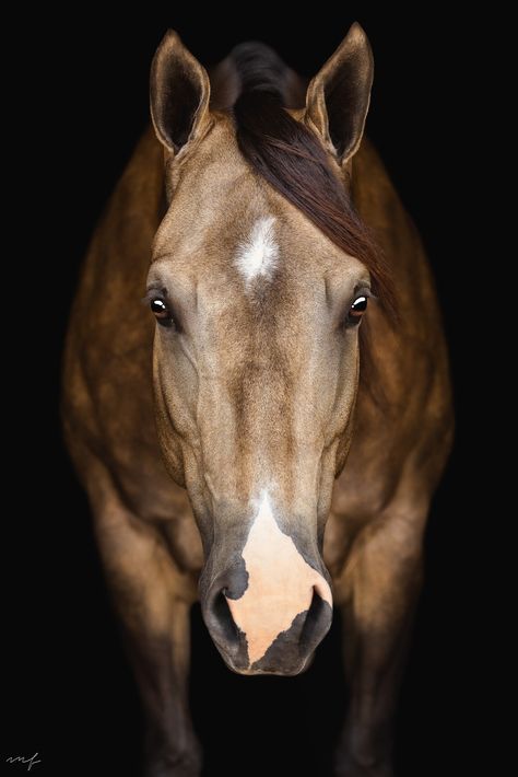 Consider today #MareMonday specifically so I can showcase 6-year-old Chocolate Chexed. She hit me with this angle and I knew this photo was going to turn out STUNNING. . . . #nwarkansas #northwestarkansas #fayettevillear #bentonvillearkansas #bentonvillear #arkansasphotographer #nwark Horse Face Front View, Professional Horse Photography, Horse Frontal View, Close Up Animals, Horse Head Photography, Horse Art Photography, Horse Portrait Photography, Photos Of Horses, Farmer Photography