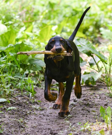 Dog breeds with the highest energy Black And Tan Coonhound, Throat Remedies, Female Dog Names, Active Dogs, Cute Names For Dogs, Fall Dog, Dog Activities, Hound Dog, Raw Honey