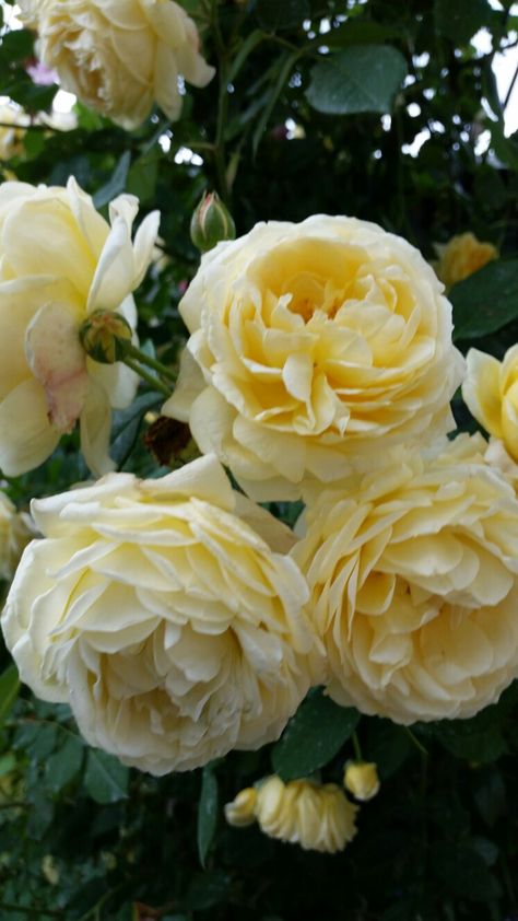 Pale Yellow Roses, Minimalist Perfume, Yellow Board, Yellow Peonies, Wedding Centrepieces, Yellow Garden, Fine Gardening, Rose Bush, Flower Fairies